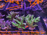 448 XL Kermit the Frog Tort FRAGS