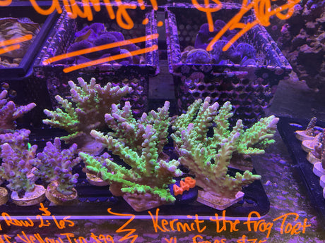 448 XL Kermit the Frog Tort FRAGS