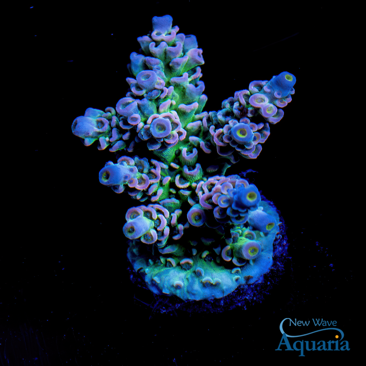 NWA Affordable Housing WYSIWYG