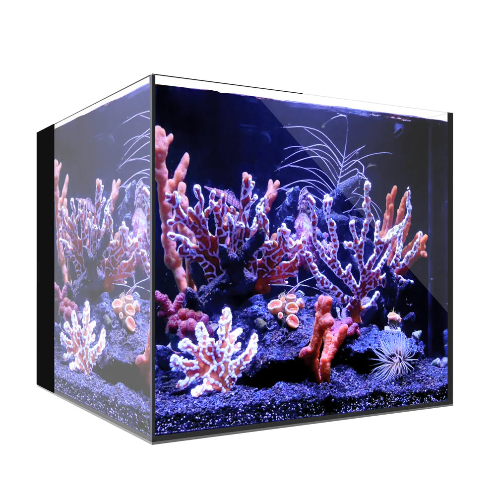 Waterbox Cube Aquarium Setup