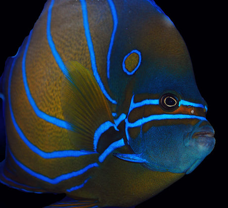 BIOTA Annularis Angelfish