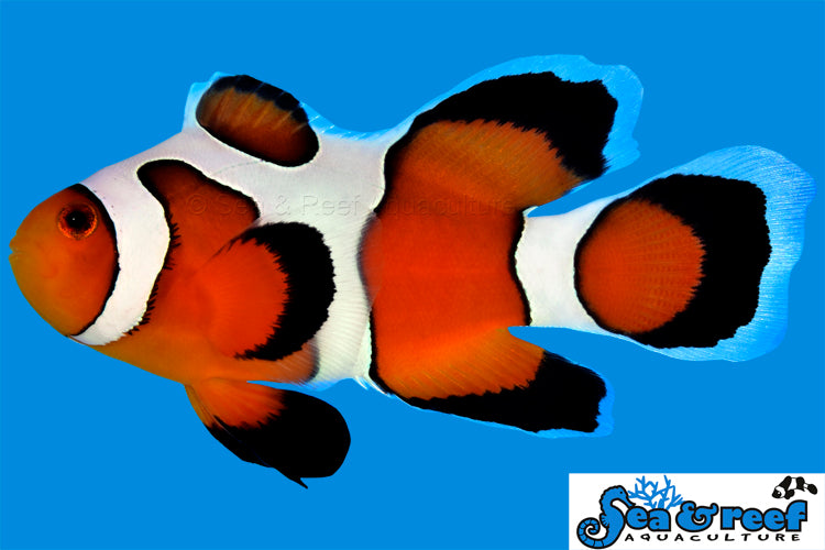 Longfin DaVinci Clownfish Grade A