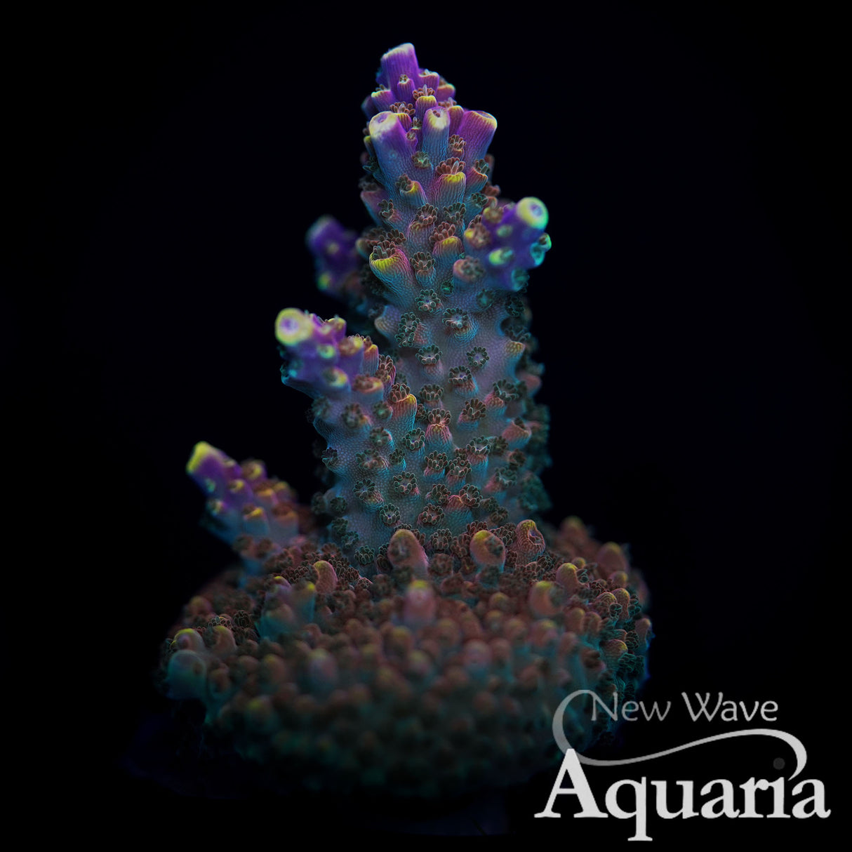 BC Bubblebath Unicorn Acro Chunky Frag