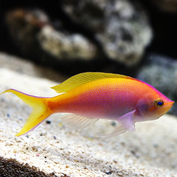 Bartlett Anthias