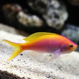 Bartlett Anthias