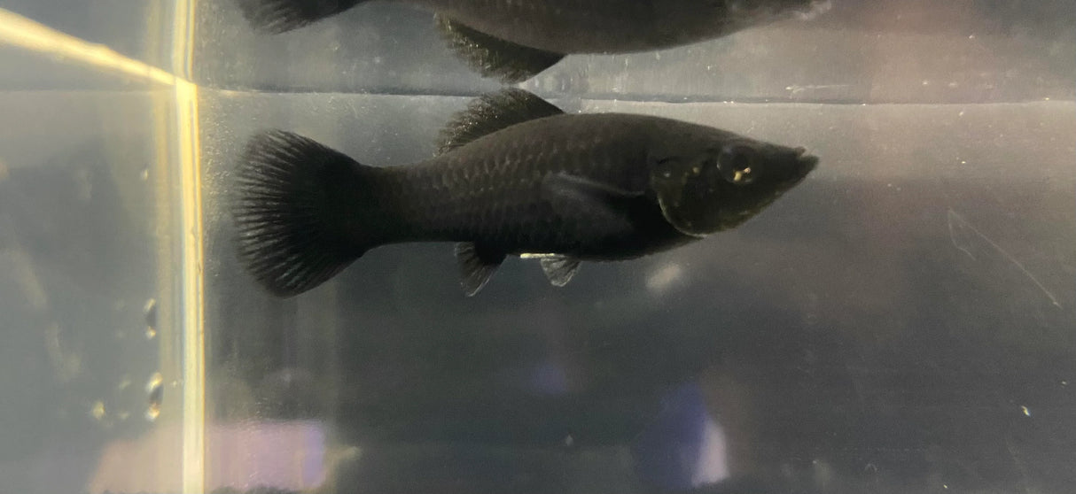 Black Saltwater Mollies