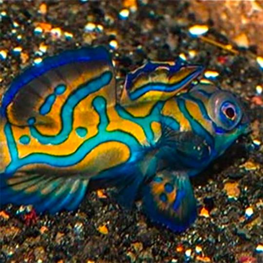 Mandarin Dragonet Pair (Captive Bred)