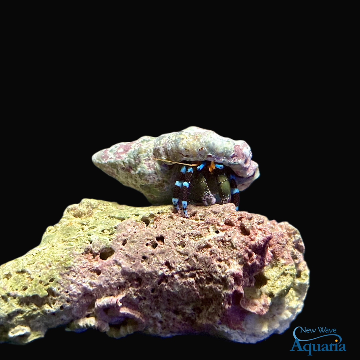 Blue Knuckle Hermit Crab