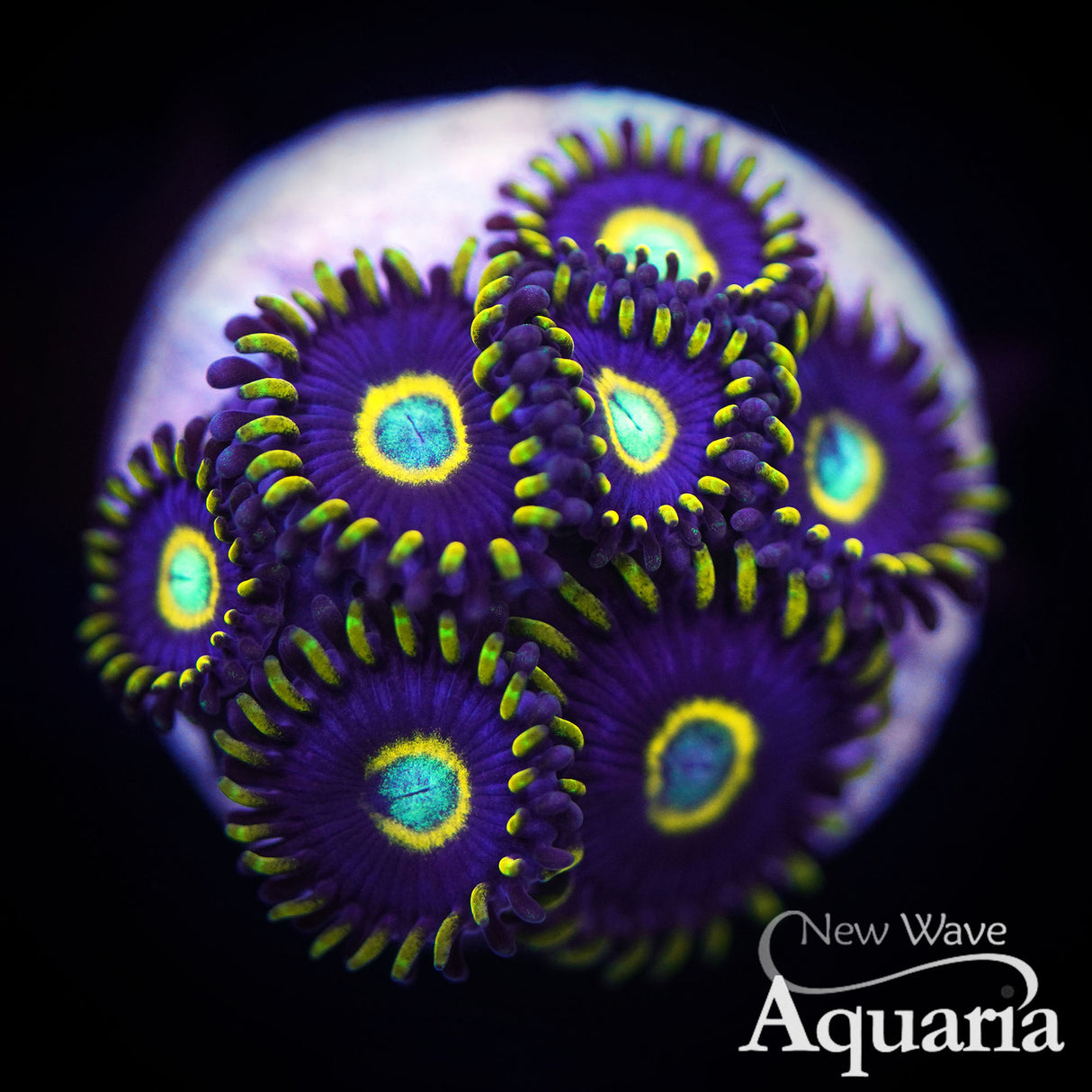 324: Blue Hornet Zoa