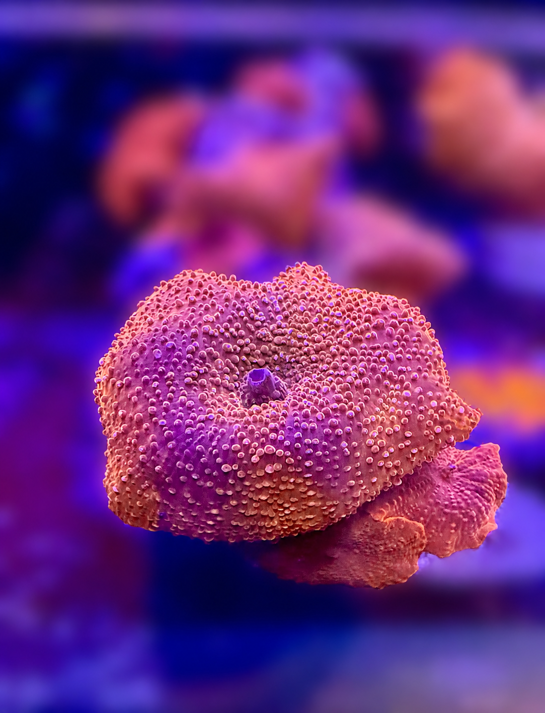 Pink Punch Mushrooms