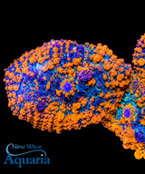 NWA Rainbow Rhodactis