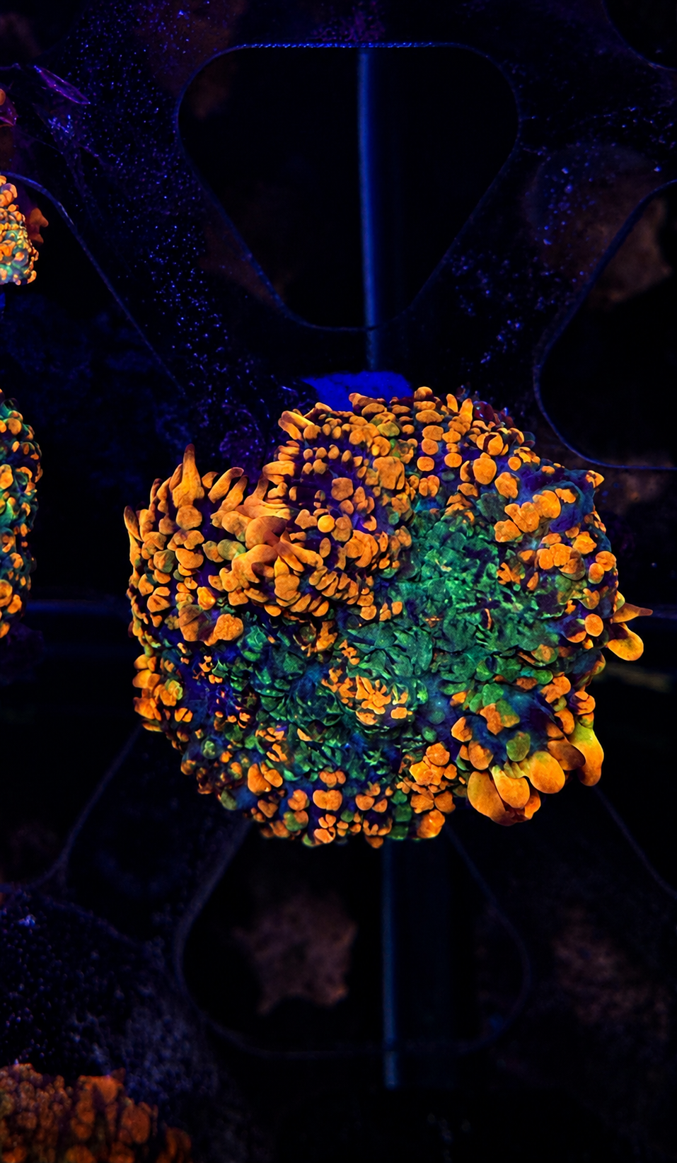 NWA Rainbow Rhodactis