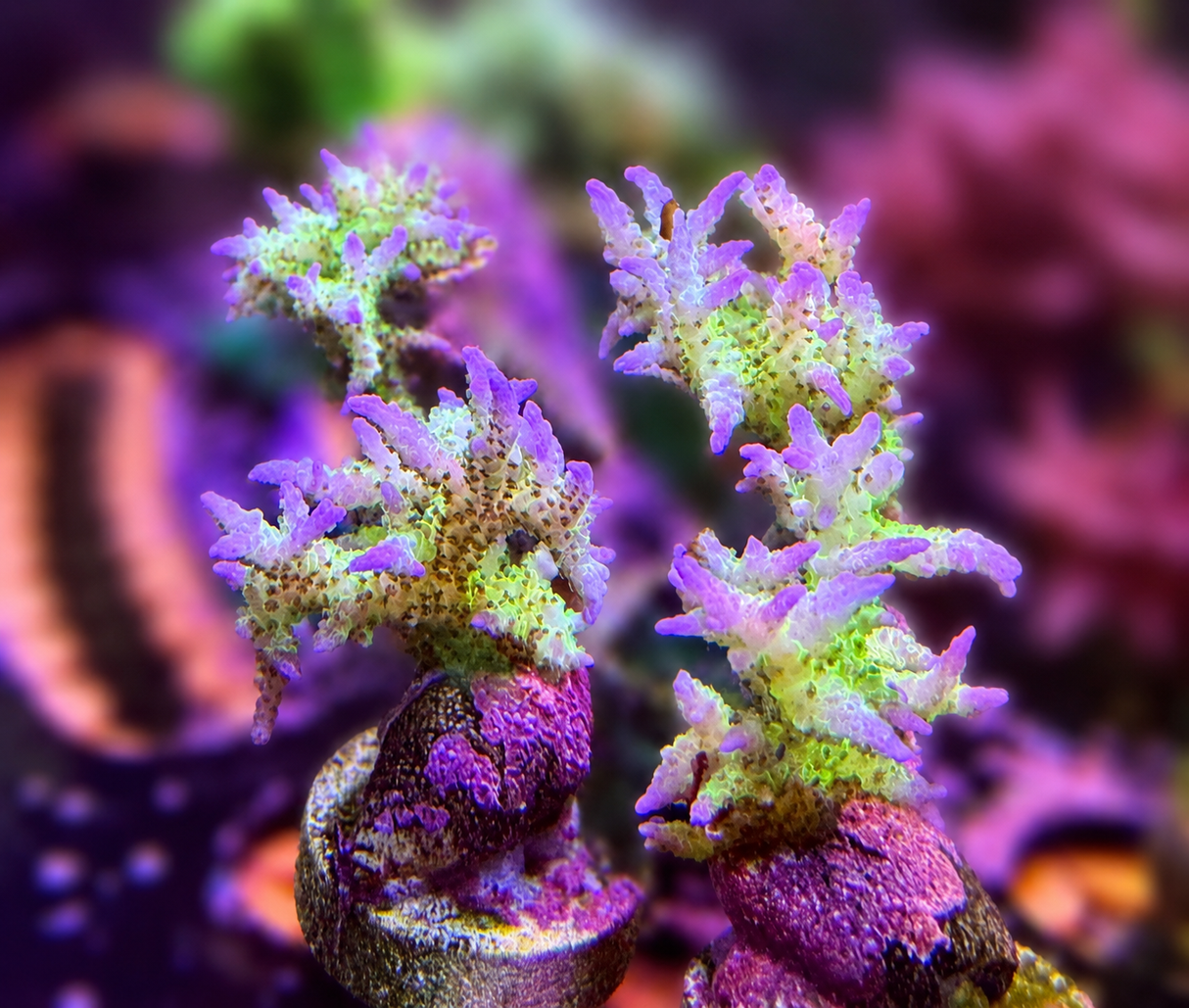 Ponape Birdnest Corals