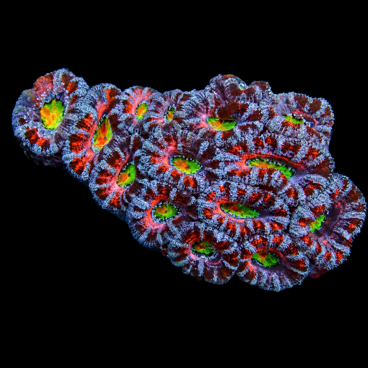 Ultra Rainbow Acan Mini Colony WYSIWYG
