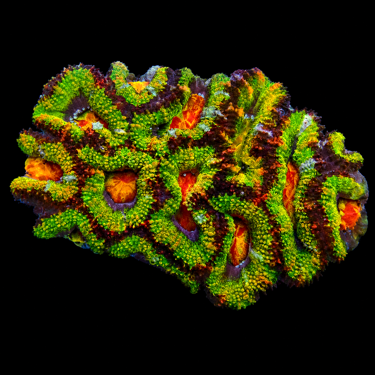 Ultra Rainbow Acan Mini Colony WYSIWYG