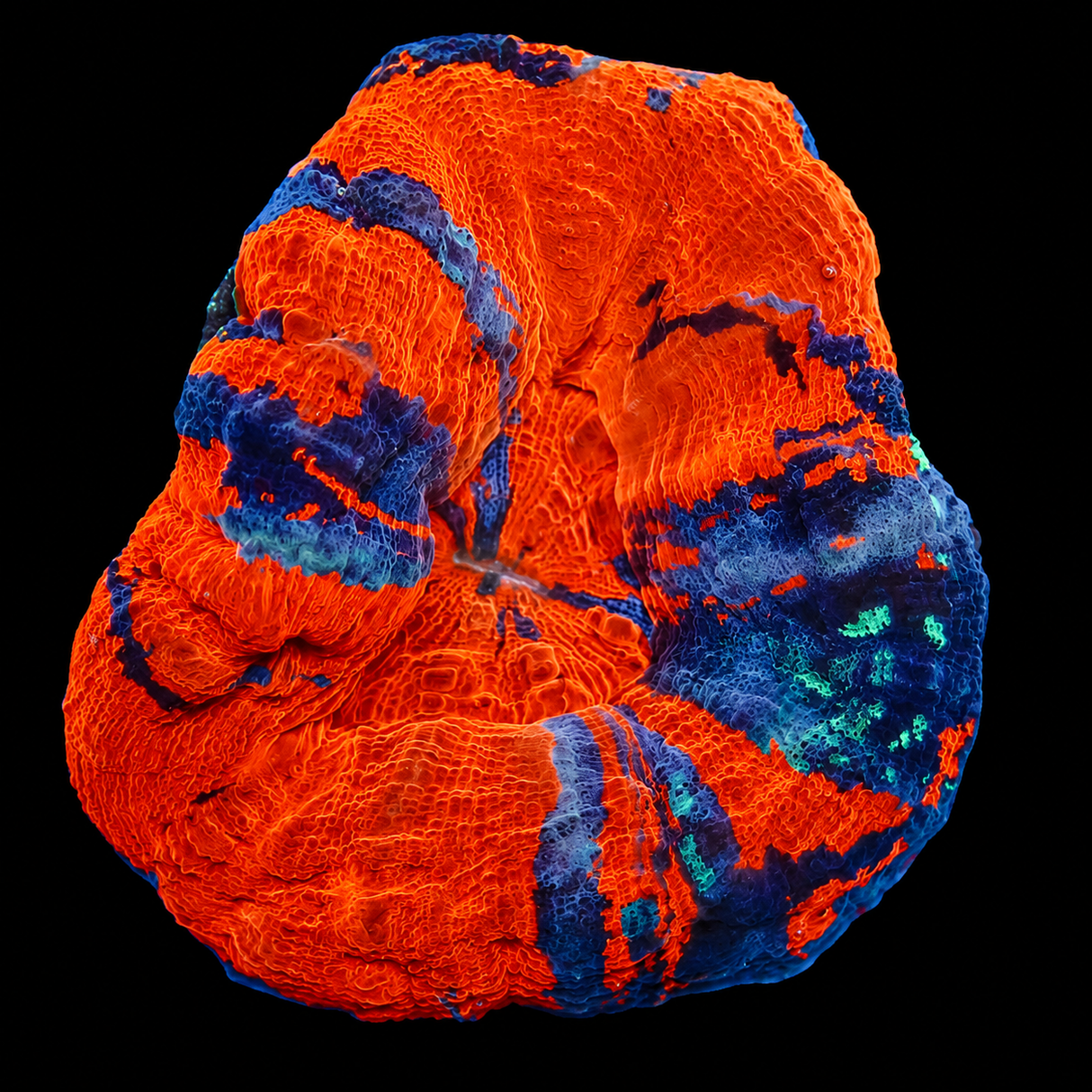 Ultra War Paint Scoly - WYSIWYG