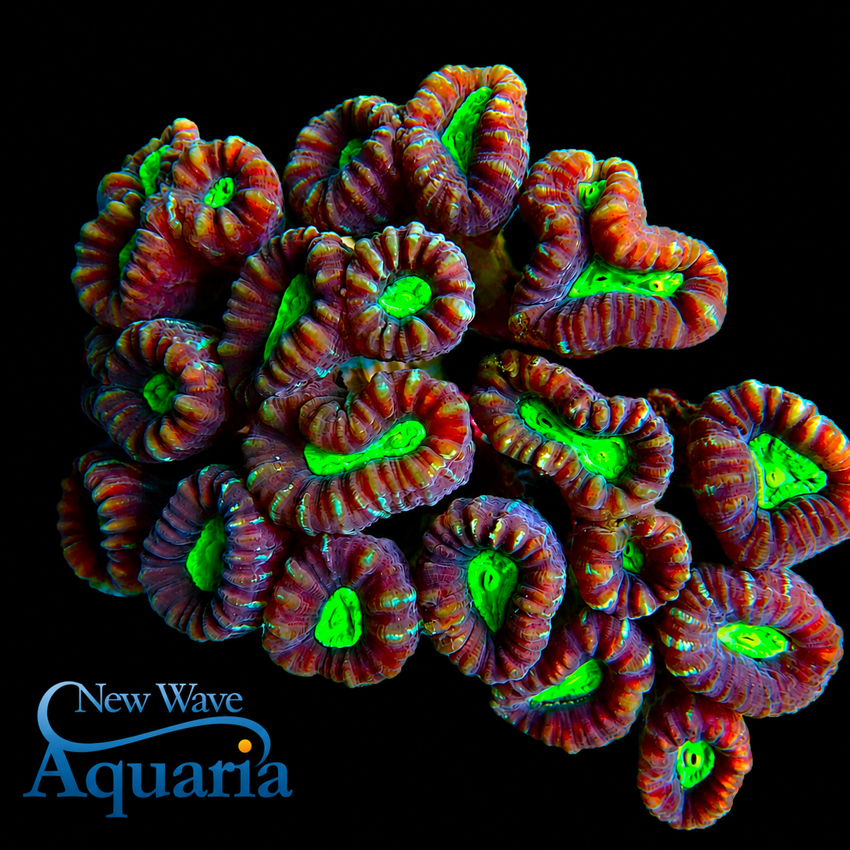 Candy Stripe Candy Cane/Trumpet Coral