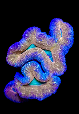 008 Ultra Lobophyllia - WYSIWYG