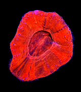 Red HOT Scoly - WYSIWYG