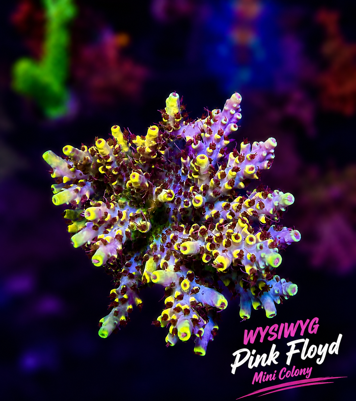 Reef Raft Pink Floyd Mini Colony WYSIWYG