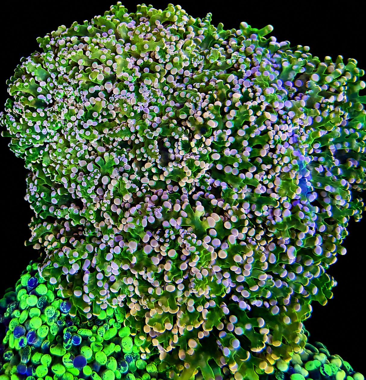 NWA Watermelon Octospawn