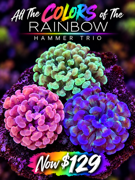WYSIWYG Rainbow Hammer Trio