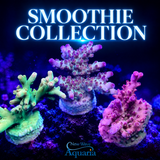 Smoothie Acro Pack WYSIWYG