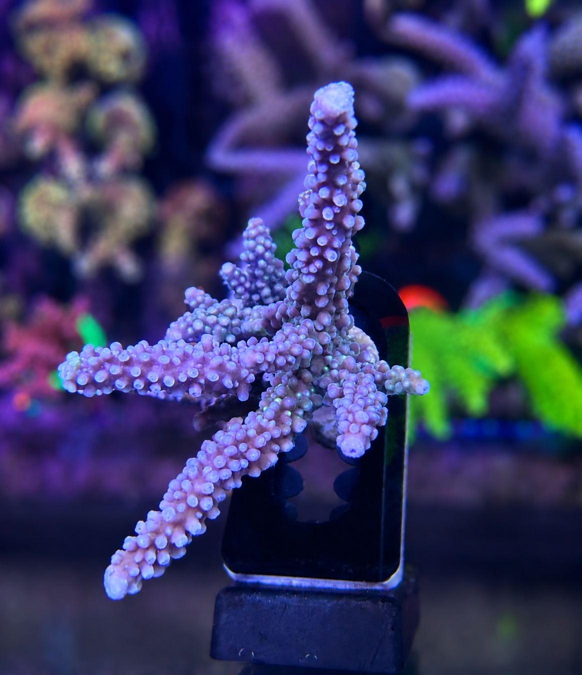 489 Bali Blue Slimer Staghorn