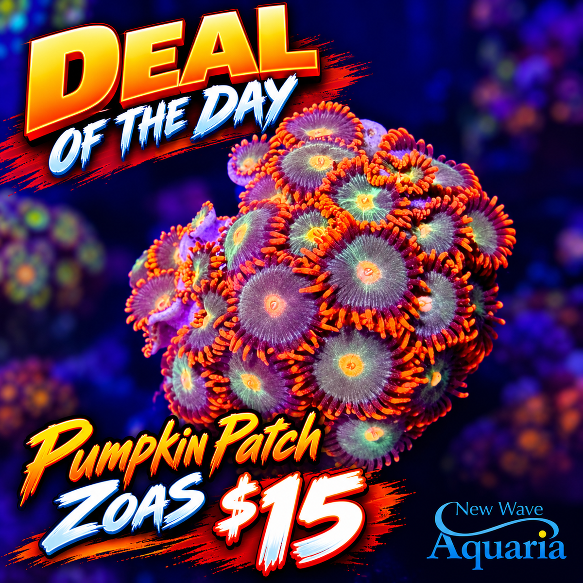 Pumpkin Patch Zoas