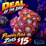 Pumpkin Patch Zoas