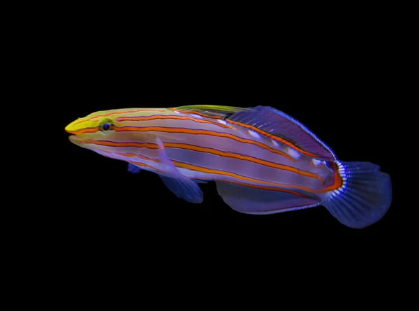 Court Jesters Goby