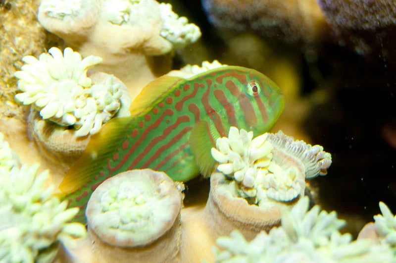 Green Clown Goby