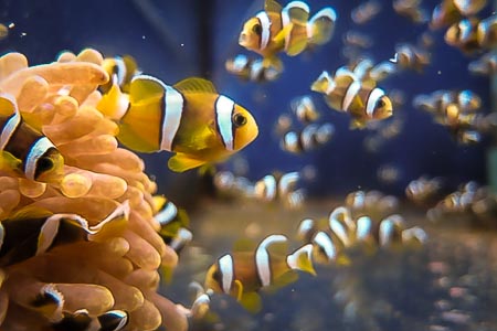 Clarkii Clownfish--Locally Bred BABIES