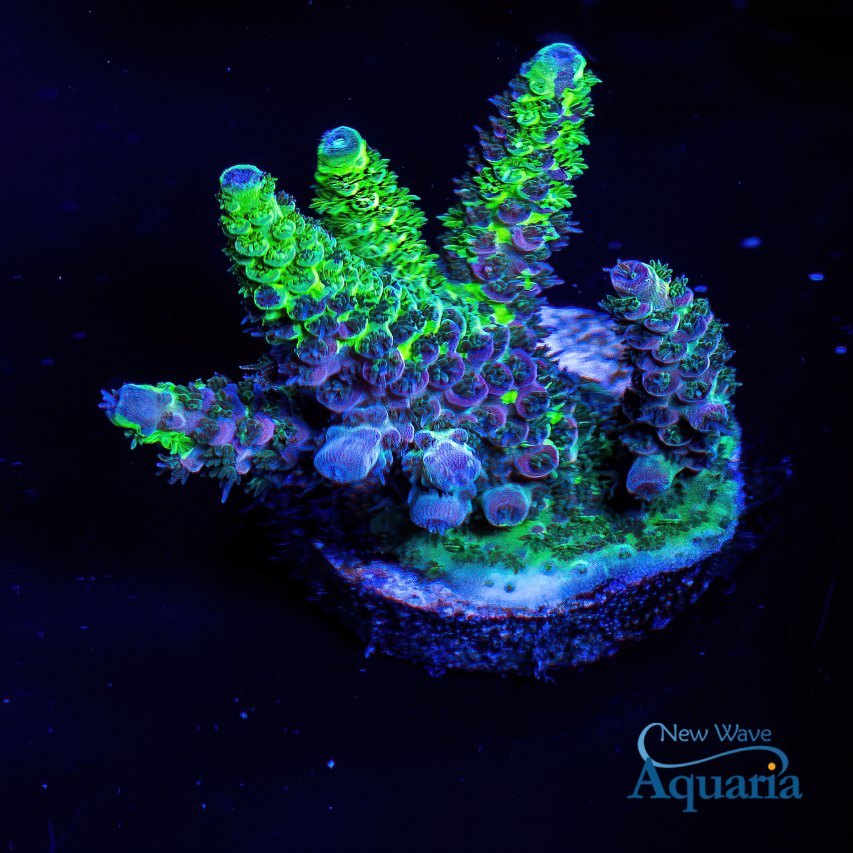 RW College Fund Millepora - WYSIWYG