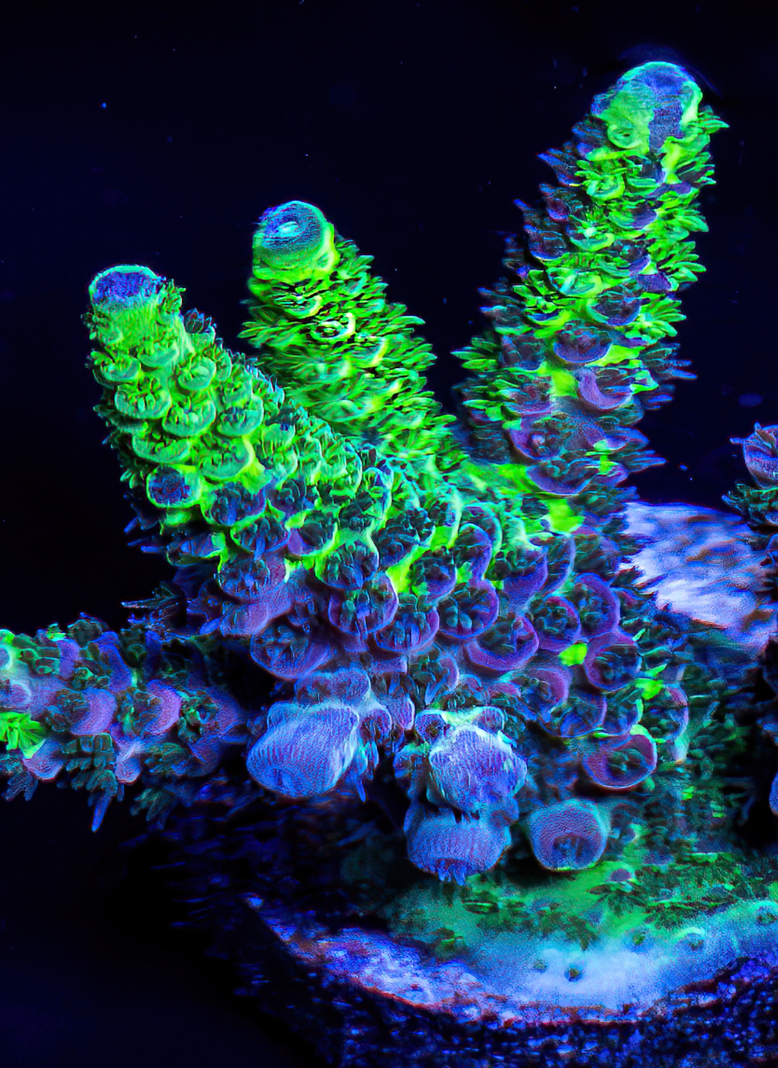 RW College Fund Millepora - WYSIWYG