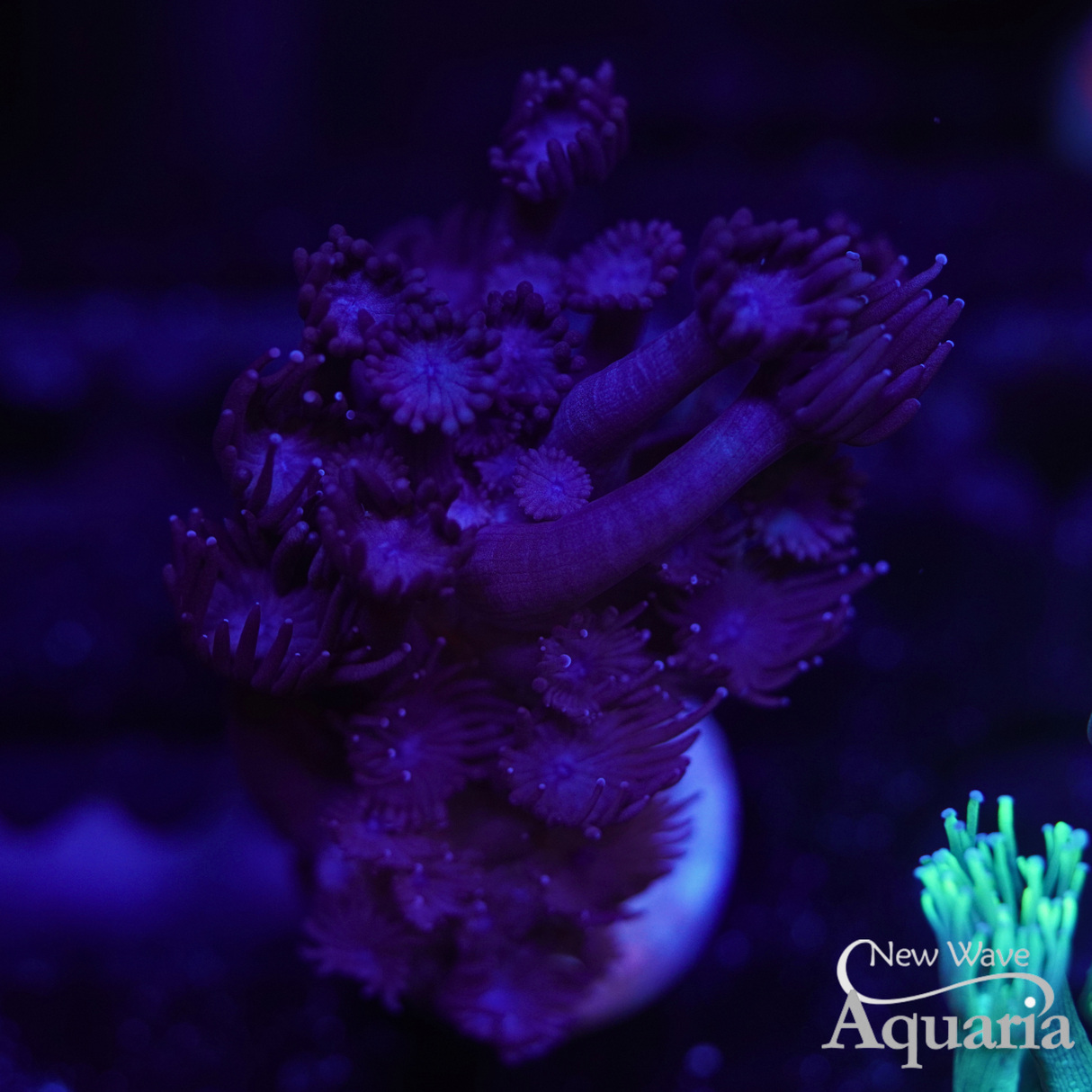 Purple Goniopora - WYSIWYG