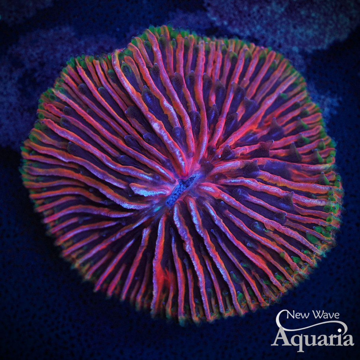 Rainbow Plate Coral - WYSIWYG