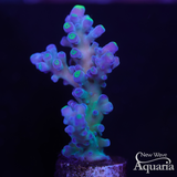 316 WWC Yellow Tip Acro