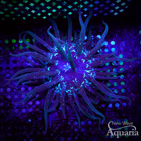 Anemones – New Wave Aquaria