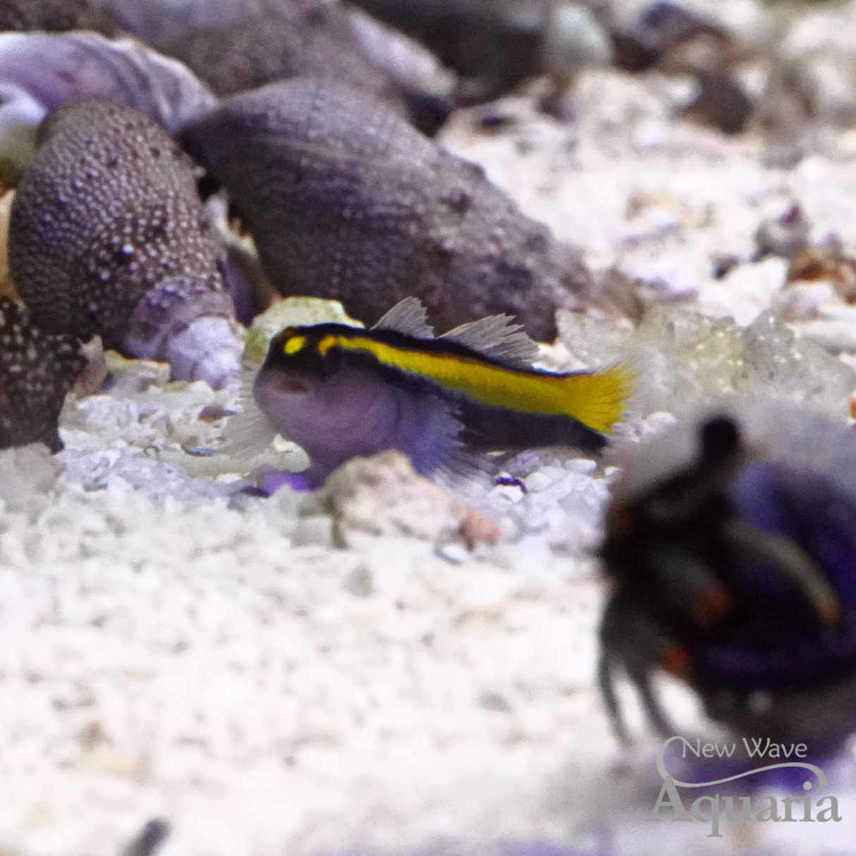 Yellowstripe Neon Cleaner Goby
