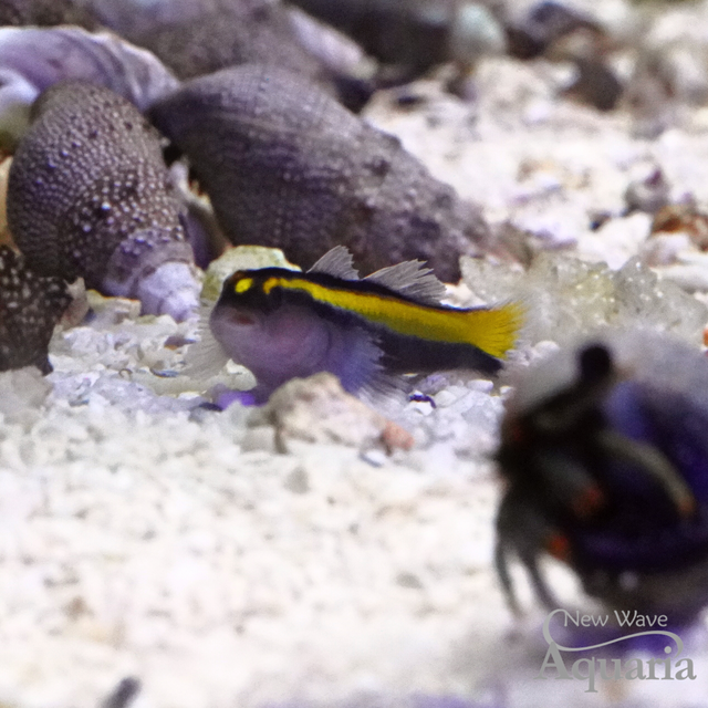 Yellowstripe Neon Cleaner Goby – New Wave Aquaria