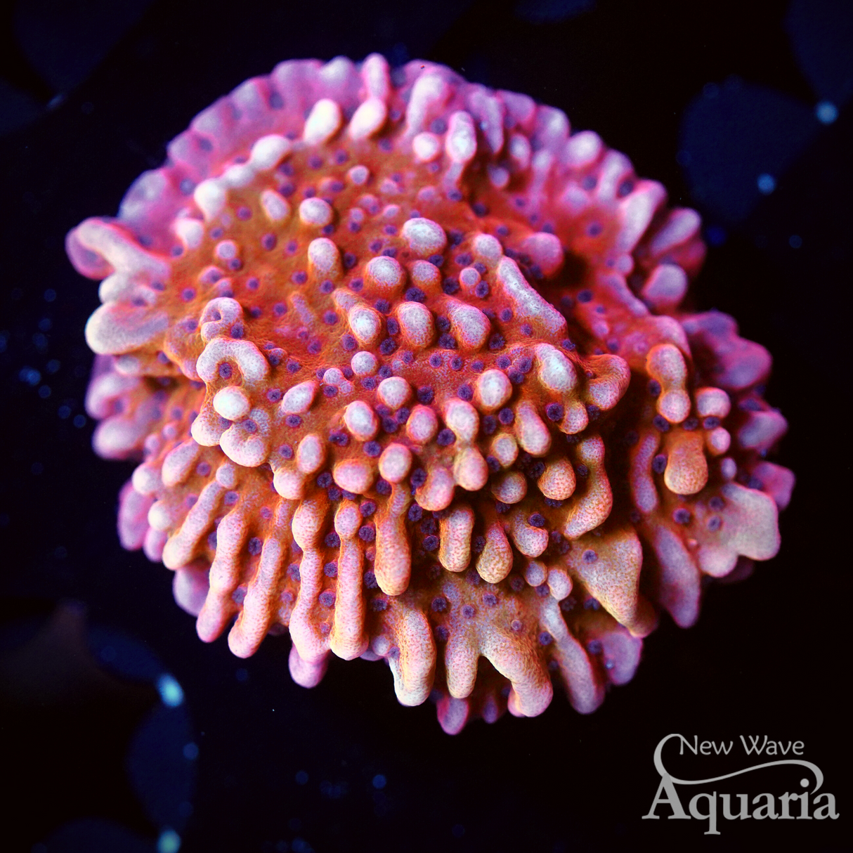 RR Nauti Spiral Monti