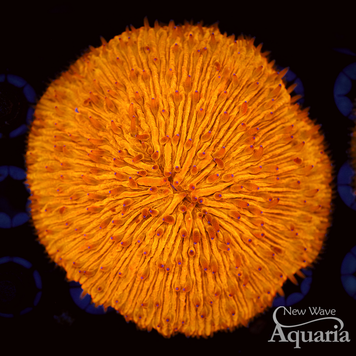 Orange Plate Coral - WYSIWYG