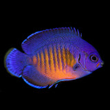BIOTA Coral Beauty Angelfish (Captive Bred)