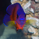 BIOTA Coral Beauty Angelfish (Captive Bred)