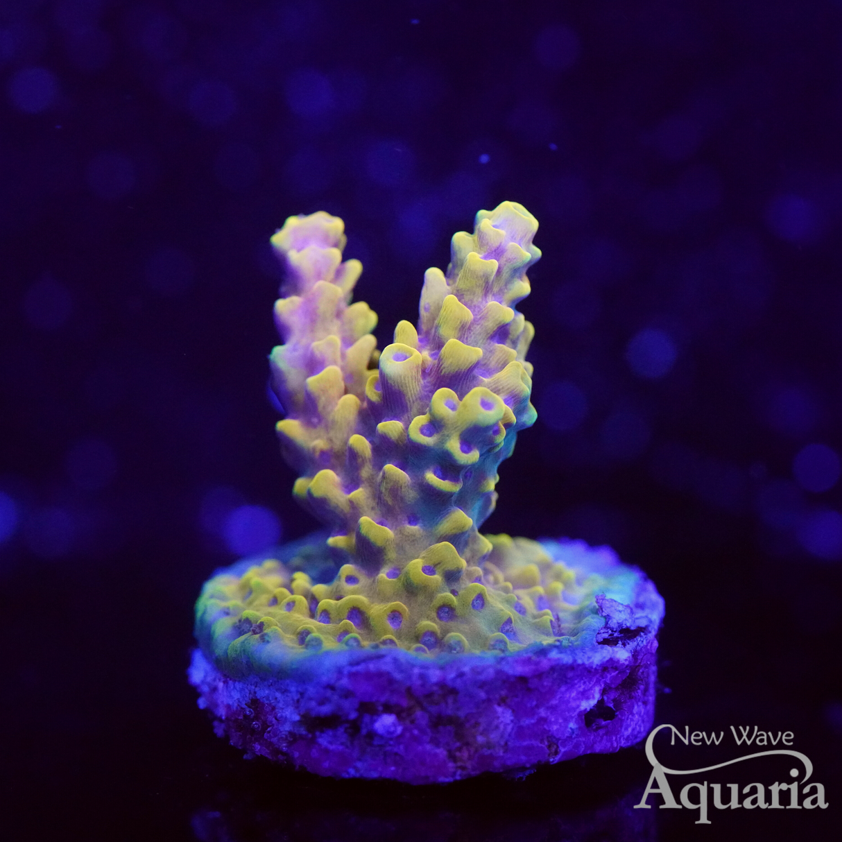 431 Wolverine Acro