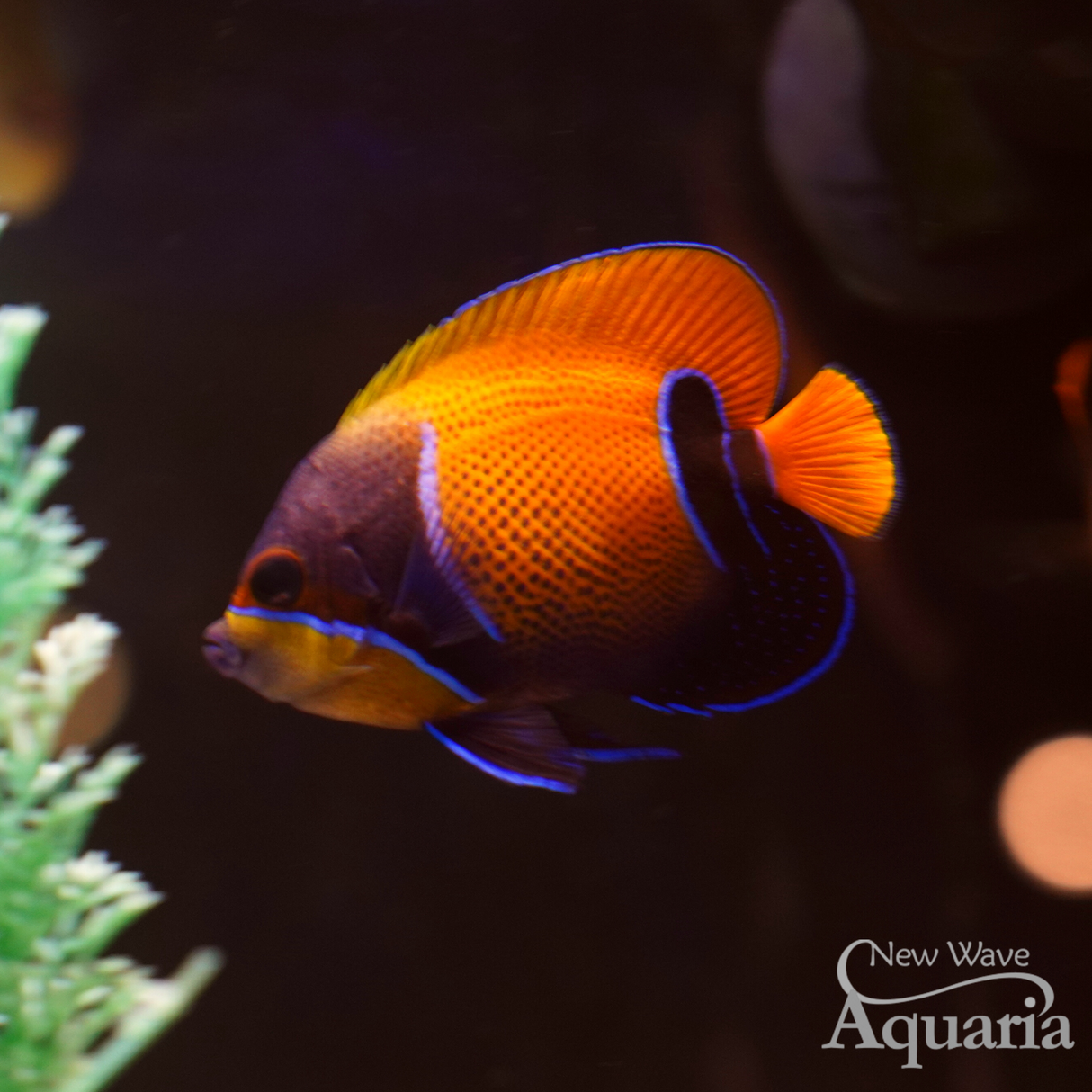 Majestic Angelfish