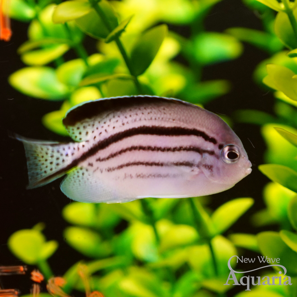 Lamarck Angelfish