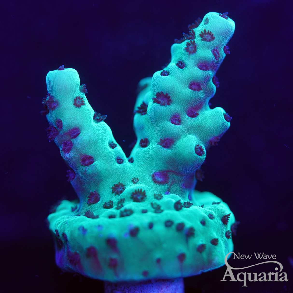 450 WWC Cookie Monster Acro