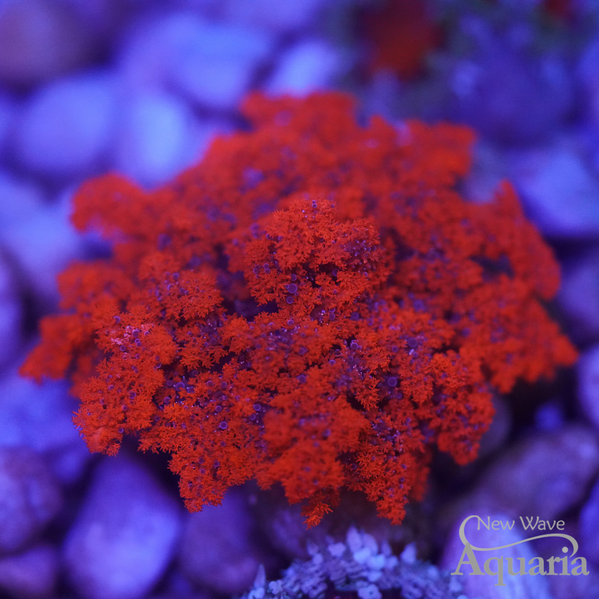Red Hell's Fire Anemone -  WYSIWYG